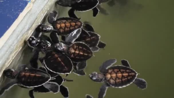 Closeup 4k video af nyfødte skildpadder svømning i vandbassin på skildpaddegård på Sri Lanka – Stock-video