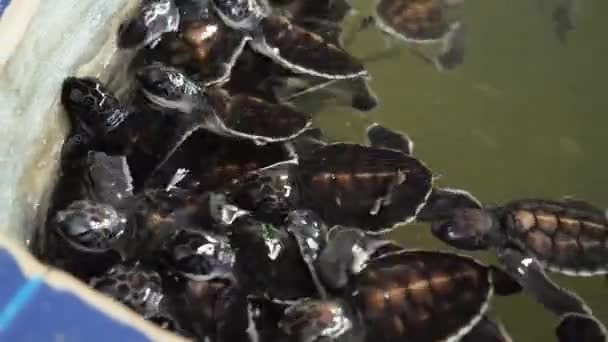 Zbliżenie 4k wideo z wieloma nowo narodzonymi małymi żółwiami w centrum ratowniczym żółwia dzikiej przyrody na Sri Lance — Wideo stockowe