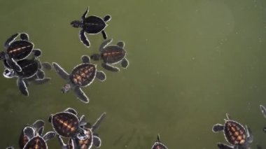 Sri Lanka 'daki kaplumbağa çiftliğinde okyanus suyuyla su tankında yüzen yeni doğmuş küçük kaplumbağaların 4k görüntüsü.