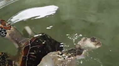 4k 'lık kıvrımlı kaplumbağa omurgası ve kabuk videosu mutasyon sonrası kaplumbağa vahşi yaşam kurtarma merkezinde yaşıyor.