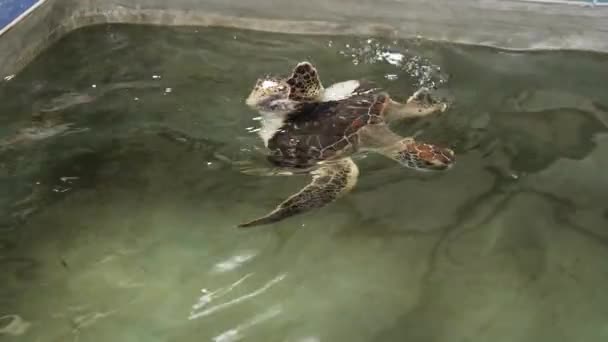 4k video di tartaruga ferita con guscio danneggiato dopo la mutazione nuotare in piscina d'acqua presso il centro di salvataggio della fauna selvatica — Video Stock