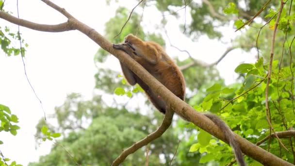 Vidéo 4k de singe sauvage mignon assis sur la branche de l'arbre à la forêt tropicale — Video