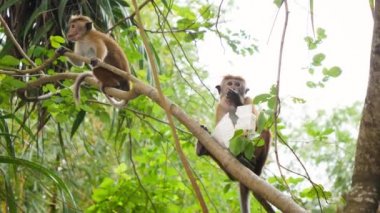Ormanda turistlerden çaldığı insan yemeklerini yiyen vahşi maymunun 4k videosu