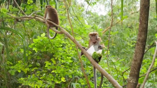 4k beelden van wilde aap eten van voedsel uit plastic zak stal ze van toerist in tropische jungle bos — Stockvideo