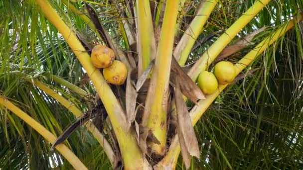 Closeup 4k video of yellow ripe coconuts hanging on palm tree at tropical jungle forest — Stock Video