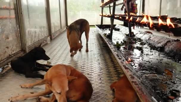 Budist ya da Sri Lanka 'daki Hindu tapınağında yerde yatan köpeklerin 4k videosu. — Stok video