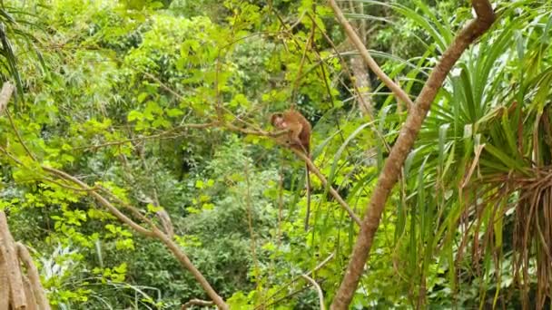 4k dolly video of wild monkey sitting on the tree branch at jungle forest — Stock Video