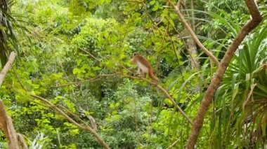 Ağaç dalında oturup tropikal yağmur ormanlarında yemek yiyen maymun videosu.
