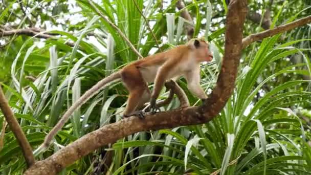 4k video of wild monkey climbing up on the tree in tropical jungle forest — Stock Video
