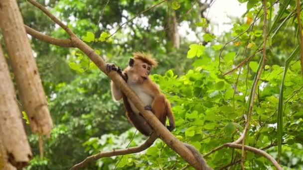 4k vídeo de macaco selvagem subindo na árvore e comendo frutas na floresta tropical da selva — Vídeo de Stock