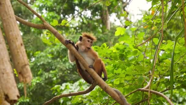 4k video di scimmia selvatica arrampicata sull'albero e mangiare frutta nella foresta pluviale della giungla — Video Stock