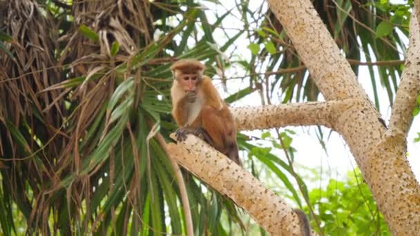 4k кадров дикой обезьяны, взбирающейся на дерево и ищущей орехи и фрукты в тропических джунглях — стоковое видео