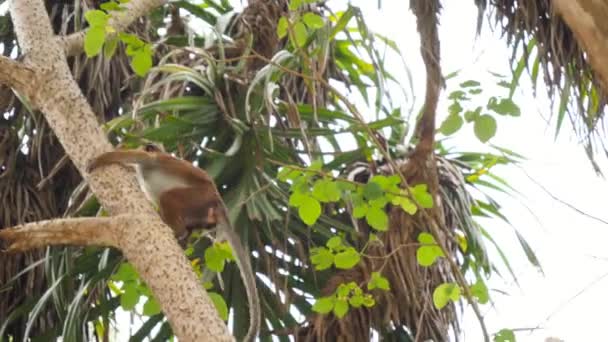 4k кадров, где дикая обезьяна взбирается на дерево и висит на ветке в лесу джунглей — стоковое видео