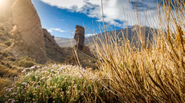 Kurumuş ölü bitki ve çiçek açan çiçekler dağların arasında çölde.