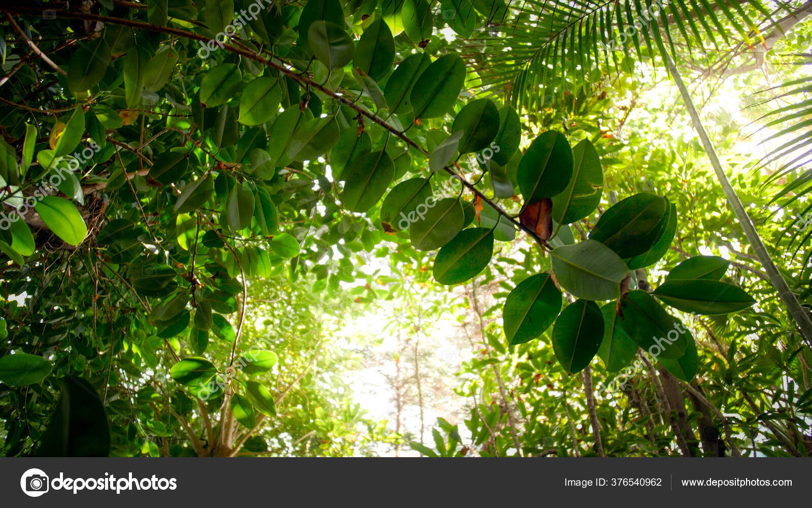 ジャングルつる植物写真素材 ロイヤリティフリージャングルつる植物画像 Depositphotos