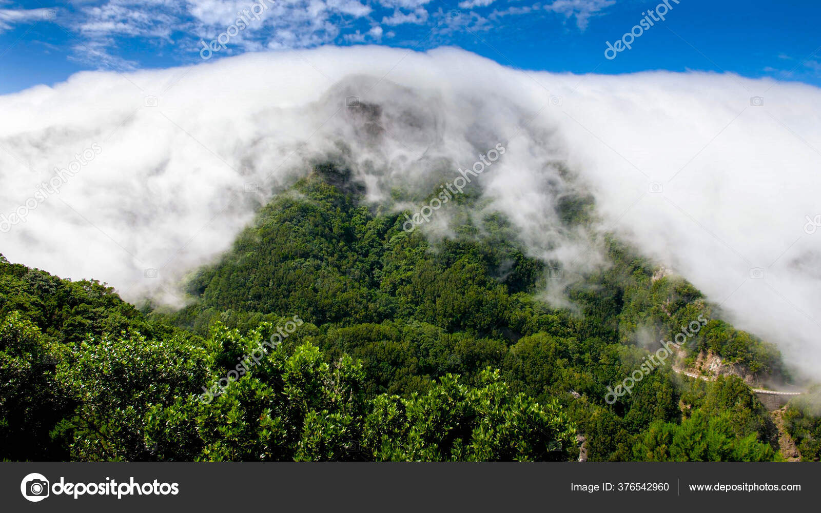Torpical Forest Stock Photos Royalty Free Torpical Forest Images Depositphotos