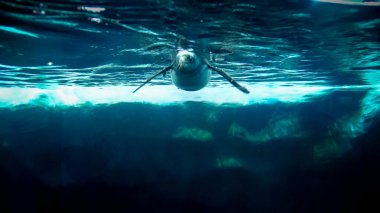 Soğuk okyanus suyunda büyük buzdağının yanında yüzen penguen sualtı görüntüsü.