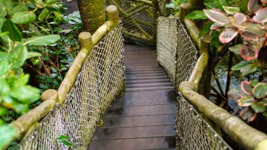 Tropikal orman ormanlarında iplerden ve bambudan yapılmış dar tahta köprü.