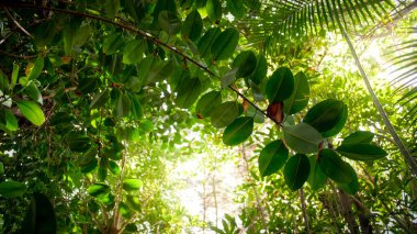 Orman yaprakları ve yaprakları arasında parlak güneş parlıyor.
