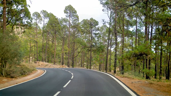 Lanscape de estrada de montanha e bela floresta de pinheiros — Fotografia de Stock