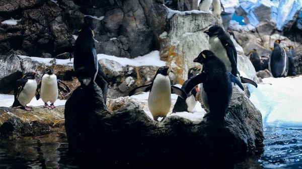 Pingwiny siedzą na klifie w zoo — Zdjęcie stockowe