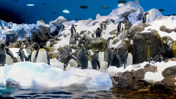Wielkie stado pingwinów na pływającej górze lodowej w zoo. Loro parque, Teneryfa, Hiszpania — Zdjęcie stockowe