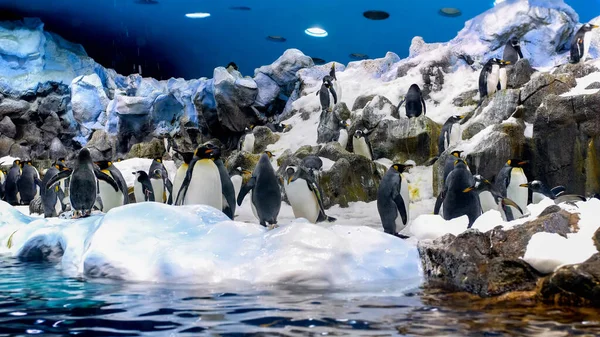 Piękny obraz wielu pingwinów żyjących na sztucznej górze lodowej i klifach w zoo. Loro Parque, Teneryfa, Hiszpania — Zdjęcie stockowe