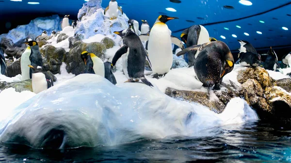Hermosos pingüinos viviendo en iceberg en el zoológico. Loro parque, Tenerife, España — Foto de Stock