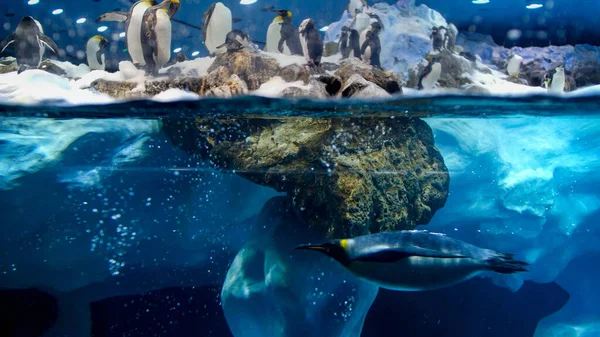 Foto submarina de pingüino buceando y nadando junto a un gran iceberg en el océano frío — Foto de Stock