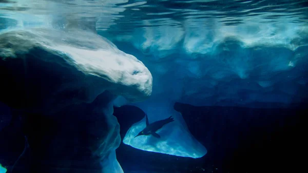 Iamge submarino de pingüino nadando bajo el agua y cazando peces —  Fotos de Stock