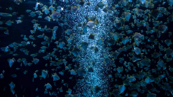 Grande école de poissons nageant dans l'aquarium au zoo — Photo