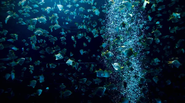 Підводне зображення повітряних бульбашок, що плавають в акваріумі з великою школою риб — стокове фото