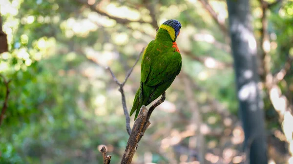 Detailní fotografie papouška lorikeeta sedícího na větvi stromu v zoo — Stock fotografie