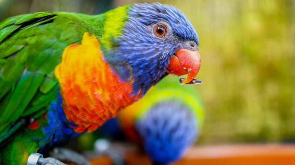 Closeup photo of lori parrot aeting seed from feeder in the zoo aviary — Stock Photo, Image