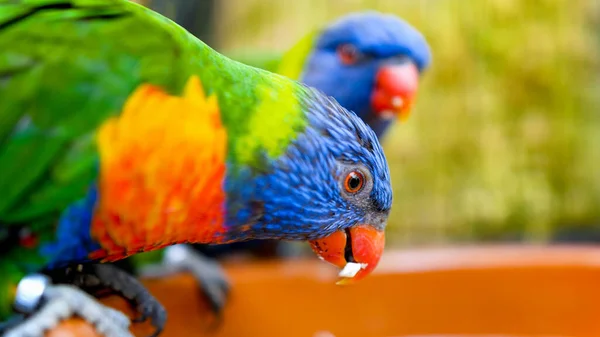 Pareja de dos loros lorikeet coloridos comiendo semillas y frutas del comedero en el zoológico —  Fotos de Stock
