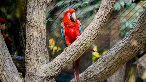 Hermoso loro guacamayo rojo colorido sentado en la rama del árbol en el aviario del zoológico —  Fotos de Stock