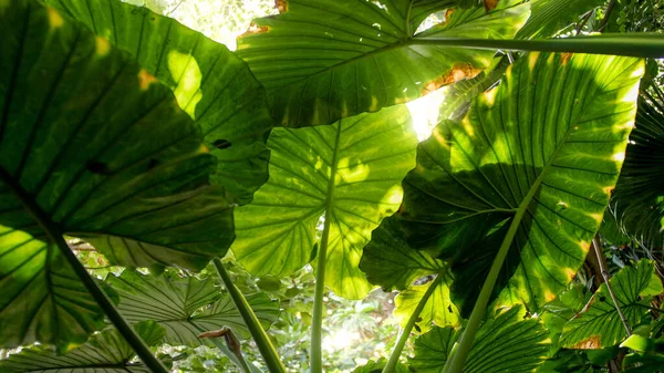 Soleil brille à travers de grandes feuilles dans la forêt tropicale — Photo