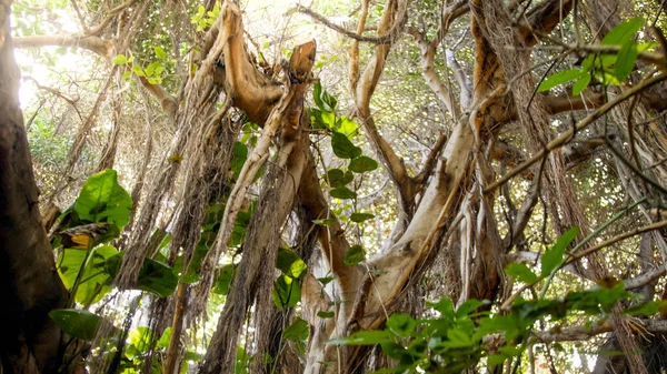 Ağaçların tepesindeki güzel manzara tropikal ormanlardaki sarmaşıklar ve sarmaşıklarla kaplı. — Stok fotoğraf