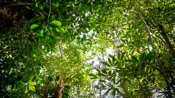 Widok z ziemi na wierzchołki drzew w tropikalnym lesie deszczowym dżungli — Zdjęcie stockowe