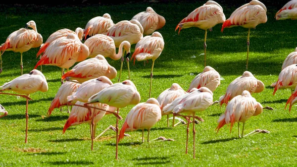 Pink flamingo birds standing on the grass at park — Stock Photo, Image