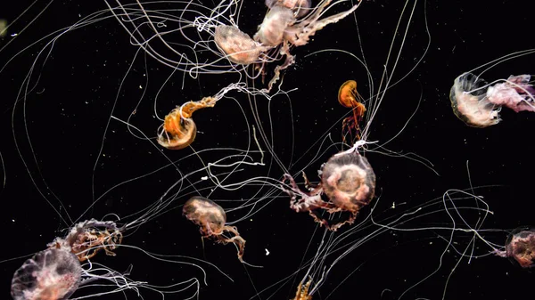 Барвисті отруйні медузи з токсичними щупальцями на чорному фоні — стокове фото
