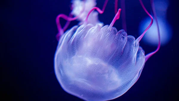 Макро фото рожевого фіолетового медузного плавання в акваріумі з морською водою — стокове фото
