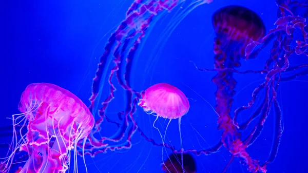 Абстрактне підводне зображення барвистих флуоресцентних рожевих і фіолетових медуз, що плавають в акваріумі — стокове фото