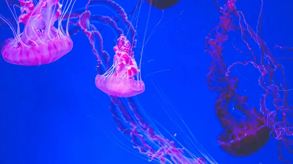 Анотація фото рожевих отруйних медуз з довгими щупальцями, які плавають в акваріумі — стокове фото