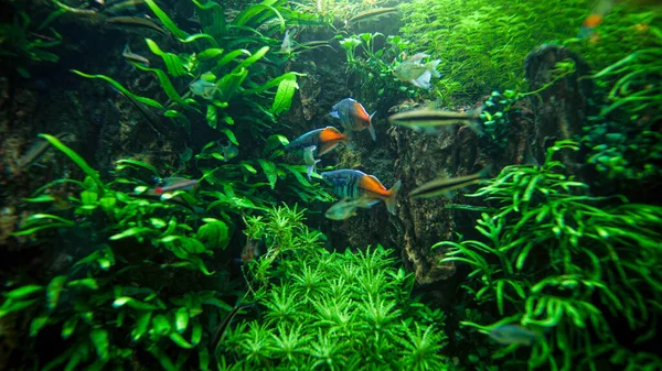 Hermosa imagen submarina de peces de colores nadando en el agua clara del río — Foto de Stock