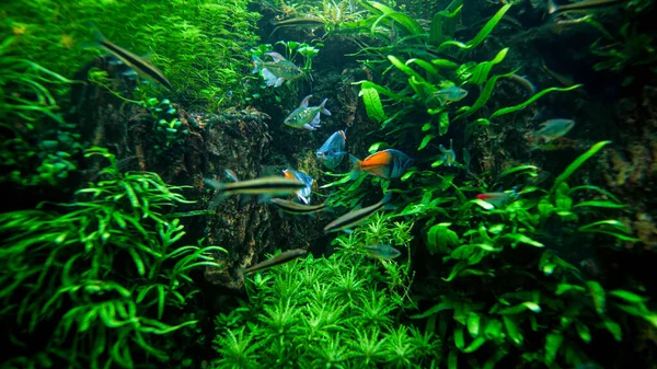 Підводне фото бур'янів, водоростей і барвистих риб, які плавають в озері з чистою водою — стокове фото