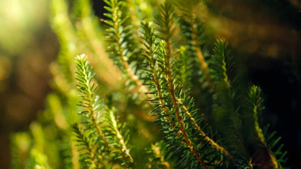 Closeup abstract image of sun shining on fir tree branch with green needles — Stock Photo, Image