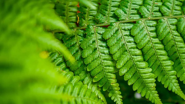 Imagem macro de folha de samambaia verde crescendo na floresta — Fotografia de Stock