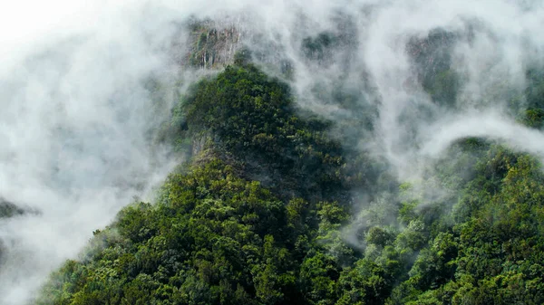 Niebla densa que cubre y vuela sobre las copas de los árboles en la selva que crece en la montaña — Foto de Stock