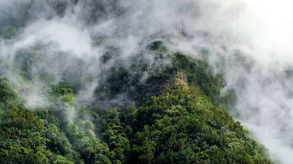 Paisaje de alta montaña y bosque cubierto de niebla en brillante día soleado — Foto de Stock